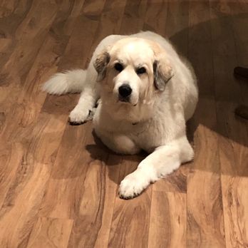 Forever Companion - Veterinarians Near Me