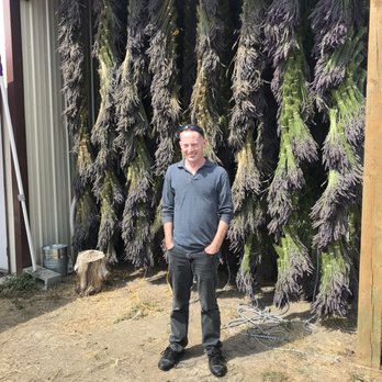 B & B Family Farm - Drying lavender - Walking Tours Near Me - Sequim, Washington