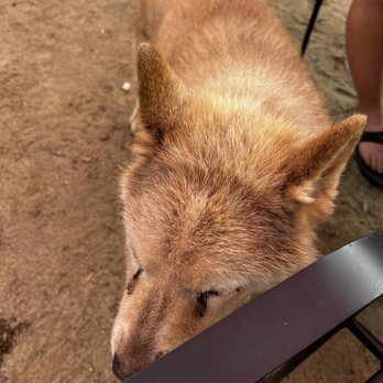 Rustic Ridge Vineyards - One of their chief greeters! - Wine Tasting Room Near Me - Jamul, California Rustic Ridge Vineyards - One of their chief greeters! - Wine Tasting Room Near Me - Jamul, California