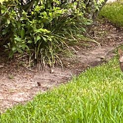 Carwise Middle School - Spotting a rabbit on a walk is such a delight!