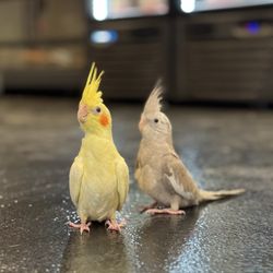 Canela Pet Shop