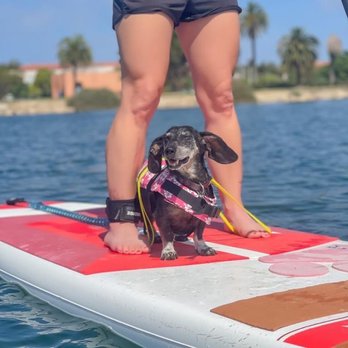 SUP Pups - Flashie is loving it!! - Paddleboarding Near Me - San Diego, California SUP Pups - Flashie is loving it!! - Paddleboarding Near Me - San Diego, California