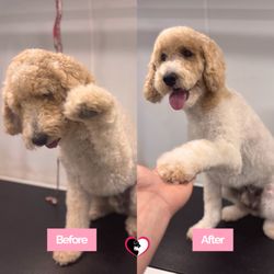 TLC Mobile Pet Grooming