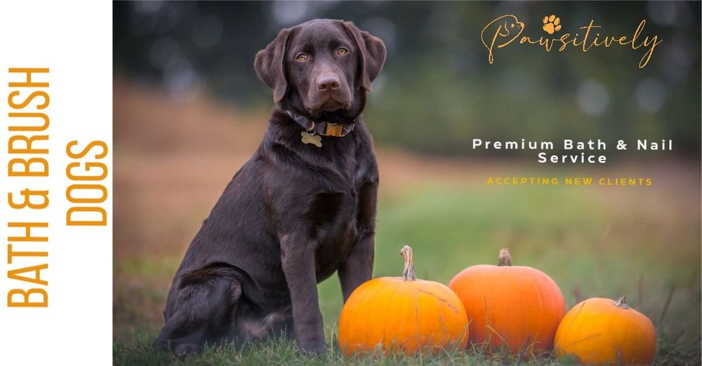 PAWSITIVELY PICTURE PERFECT MOBILE GROOMING 14 Photos Hubert, NC Yelp