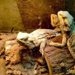 Pet Care By Rayne - Bearded Dragons are another favorite of mine. These girls I love to hand feed.