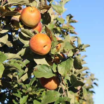 Eckert's Millstadt Fun Farm - Pick Your Own Farms Near Me - Millstadt, Illinois