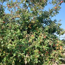 Kronsberg - This year the apples are still very small, it hasn't rained enough