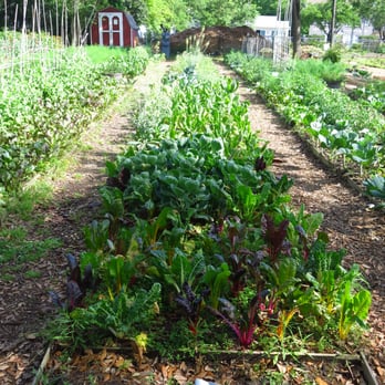 Plant It Forward  - Raised bed filled with swiss chard and other vegetables - Farmers Market Near Me - Houston, Texas