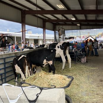 Box Elder County Fairgrounds - Cows - Stadiums & Arenas Near Me - Tremonton, Utah