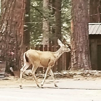 Yuba River Inn - Bambi guiding our trip home... - Hotels Near Me - Sierra City, California Yuba River Inn - Bambi guiding our trip home... - Hotels Near Me - Sierra City, California