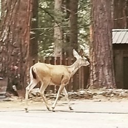 Yuba River Inn - Bambi guiding our trip home...