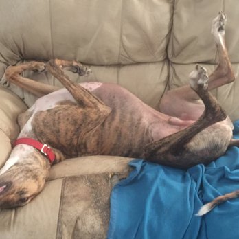 Operation Greyhound - Pets Near Me - El Cajon, California