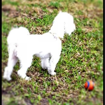 Mizner Bark Dog Park - Puppy! - Dog Parks Near Me - Boca Raton, Florida Mizner Bark Dog Park - Puppy! - Dog Parks Near Me - Boca Raton, Florida