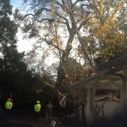 I had a 70' Old Heritage Oak.. huge tree! Mike and Josh done a great job taking it down. I would hire them in the future..