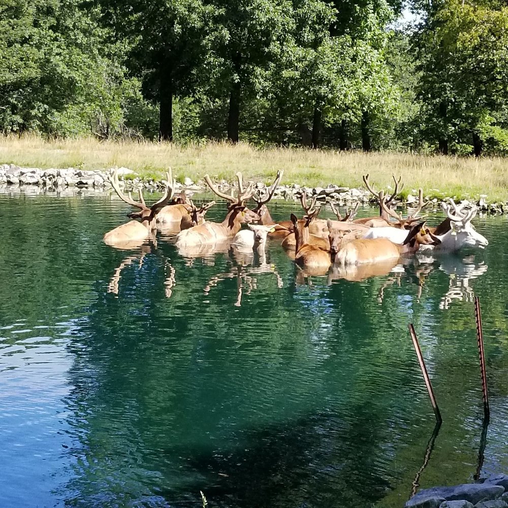 Grant's Farm - Elk in the deer park - Attraction Farms Near Me - St. Louis, Missouri Grant's Farm - Elk in the deer park - Attraction Farms Near Me - St. Louis, Missouri