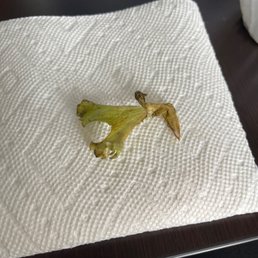 piece of lettuce found on my sandwich piece of lettuce found on my sandwich