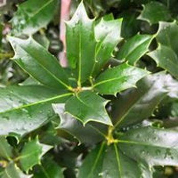 Eternal Spring Nursery - Nurseries & Gardening Near Me - Tomball, Texas Eternal Spring Nursery - Nurseries & Gardening Near Me - Tomball, Texas