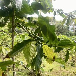 Kona coffee beans!