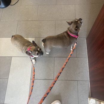 Happy Pets Vets - Dogs - Veterinarians Near Me - Cypress, Texas