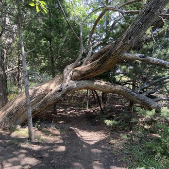 Big Bull Creek Park - Manny very old hedge apple trees stretch across the walking path through the forest - Parks Near Me - Edgerton, Kansas Big Bull Creek Park - Manny very old hedge apple trees stretch across the walking path through the forest - Parks Near Me - Edgerton, Kansas