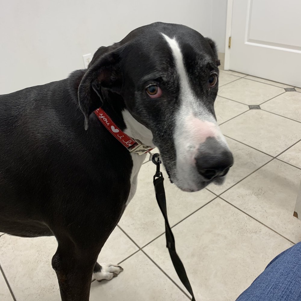 Monarch Veterinary Hospital - The look of betrayal when we realize we are at the vet's.... why mom? Why? - Veterinarians Near Me - Laguna Niguel, California Monarch Veterinary Hospital - The look of betrayal when we realize we are at the vet's.... why mom? Why? - Veterinarians Near Me - Laguna Niguel, California