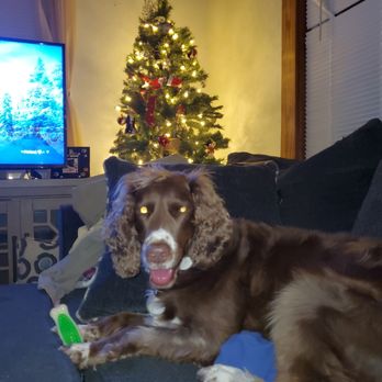 Neighborhood Pet Care - Minnie boarding with her NPC family for Christmas - Pet Training Near Me - Rehoboth, Massachusetts