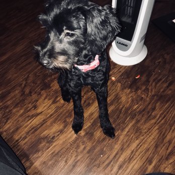 PetSmart - After hair cut - Pet Stores Near Me - La Jolla, California