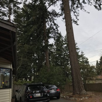 Ecotree Northwest - Tree Services Near Me - Lynnwood, Washington