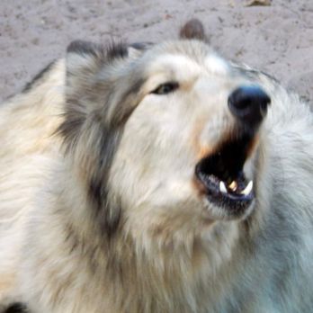 Shy Wolf Sanctuary Education & Experience Center - Animal Shelters Near Me Shy Wolf Sanctuary Education & Experience Center - Animal Shelters Near Me