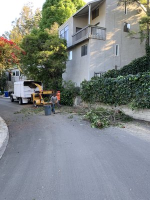 Pruning or Trimming - Shape Up Your Landscape -  Expert tree trimming for homes and businesses. Safer, healthier trees—call now!