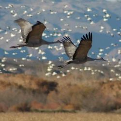 Munroe Center For the Arts - Migration geese