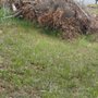 Brewer's Tree Service
