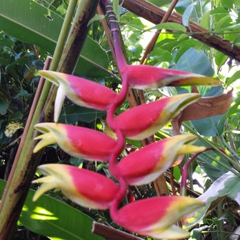 Orchid Tree Bed & Breakfast - One of the beautiful plants of the islands - Bed & Breakfast Near Me - Hilo, Hawaii