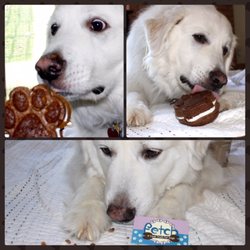 FETCH - A Treat Truck for Dogs - 5 stars from Ripley!