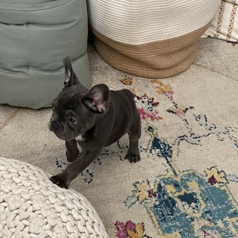 Training All Doggies - Pet Training Near Me