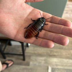 Defined Pest Solutions - Insects