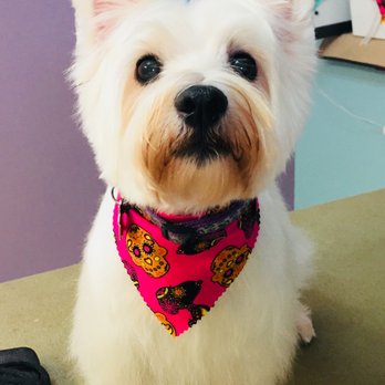 Bubbles & Biscuits Paw Spa - Pet Groomers Near Me - Astoria, New York