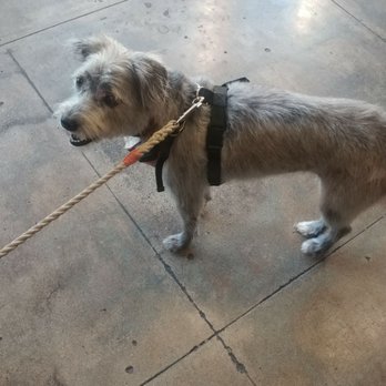 Pooch Pawlor Spa - Yayy scout did good - Pet Groomers Near Me - Glendale, California Pooch Pawlor Spa - Yayy scout did good - Pet Groomers Near Me - Glendale, California
