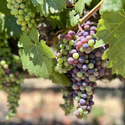 Chimney Rock Winery by null