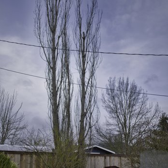 GreenTree Arborists - Tree Services Near Me