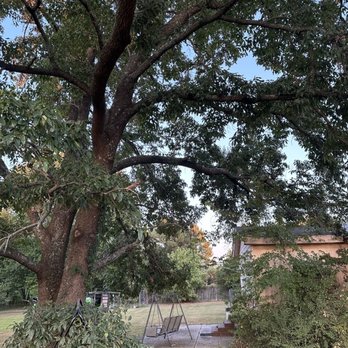 RiverBend Tree & Machine - Tree before - The image shows a backyard with a large tree with dense green leaves and multiple branches. Beneath the tree, there is a swing set with two swings on a concrete pad. To the right, part of a house with a small porch and steps is visible, surrounded by bushes and grass. The background includes a wooden fence and additional trees, indicating a residential outdoor space. - Tree Services Near Me