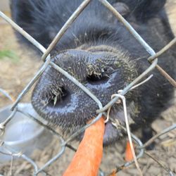 Olive The Parkrose Pig