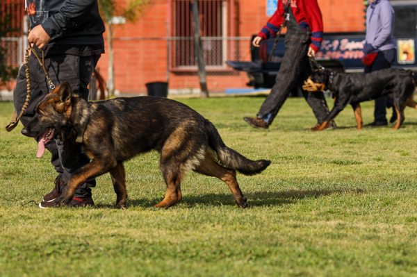 wolfgang expert dog training