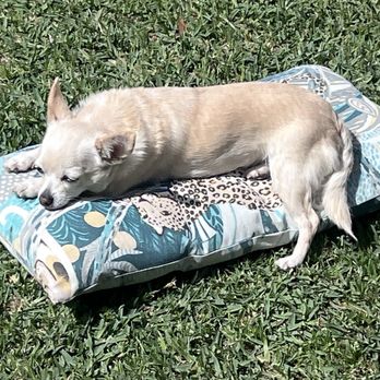 Desert Paws - Paloma - Pet Services Near Me - Calexico, California Desert Paws - Paloma - Pet Services Near Me - Calexico, California