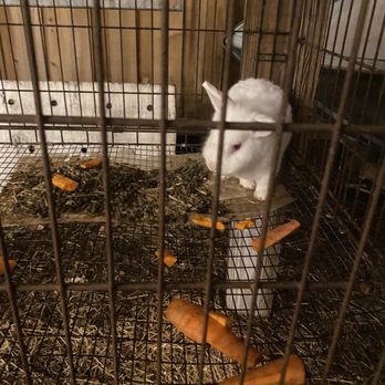 Regina's Farm - Rabbits - Brazilian Near Me - Fort Lauderdale, Florida Regina's Farm - Rabbits - Brazilian Near Me - Fort Lauderdale, Florida