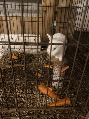 Regina's Farm ( Fazendinha da Regina) by null