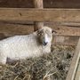 Photo of Maryland Sheep & Wool Festival