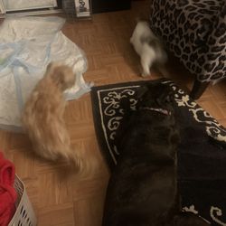 Perfect Paws Dog and Cat Grooming - My Friday night with the family