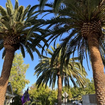 LD Tree Care - Pruning - Tree Services Near Me LD Tree Care - Pruning - Tree Services Near Me