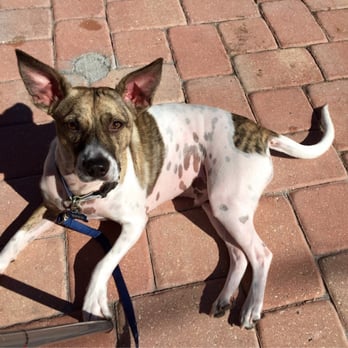 Suncoast Animal League - My SAL alum, Enzo. - Animal Shelters Near Me - Palm Harbor, Florida Suncoast Animal League - My SAL alum, Enzo. - Animal Shelters Near Me - Palm Harbor, Florida